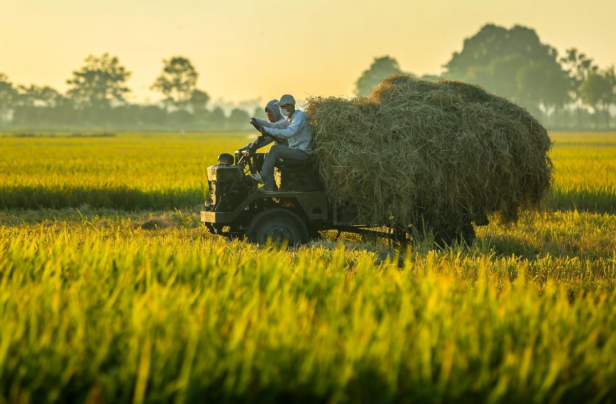 Hà Nội đang nỗ lực đầu tư hỗ trợ phát triển diện tích lúa hàng hóa chất lượng cao phục vụ xuất khẩu. Hà Nội đang nỗ lực đầu tư hỗ trợ phát triển diện tích lúa hàng hóa chất lượng cao phục vụ xuất khẩu.