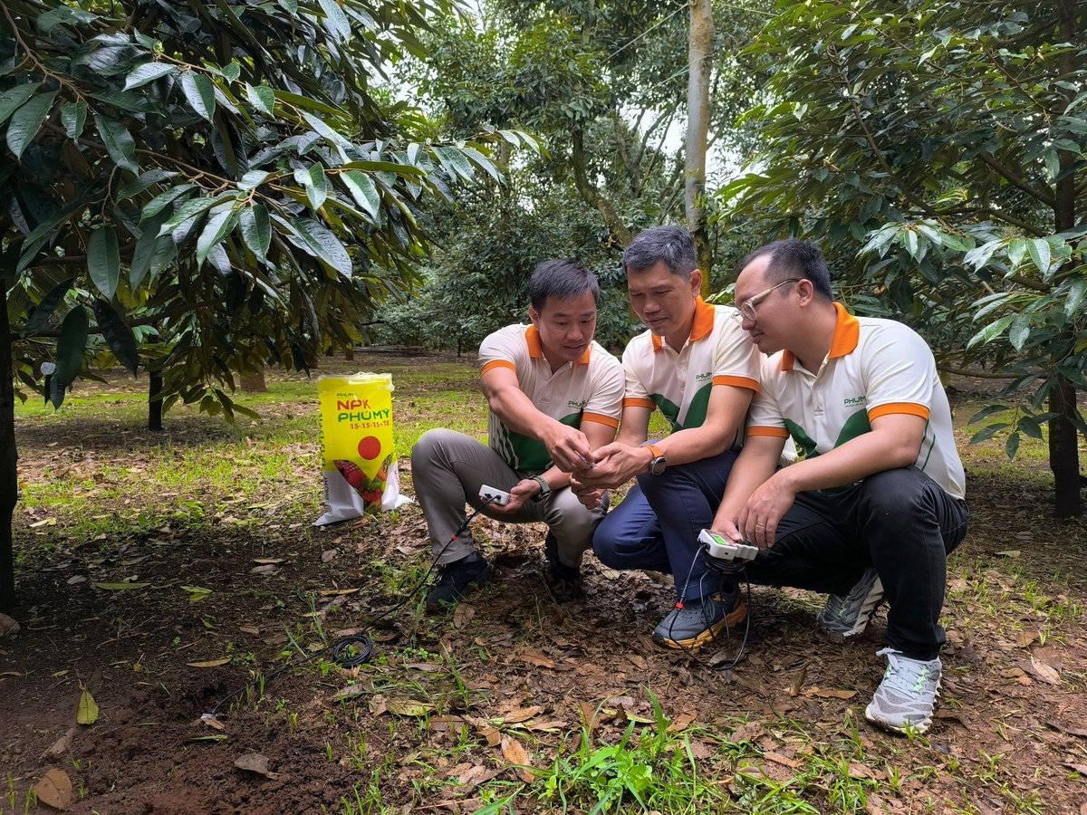 Phú Mỹ triển khai đo dinh dưỡng đất thông minh, ứng dụng công nghệ tiên tiến. Ảnh: Đức Trọng. Phú Mỹ triển khai đo dinh dưỡng đất thông minh, ứng dụng công nghệ tiên tiến. Ảnh: Đức Trọng.