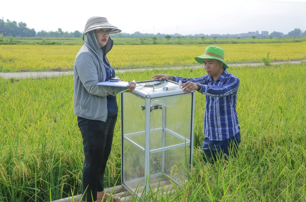 Buồng đo khí được làm bằng kính và trang bị các thiết bị phục vụ công tác thu tín chỉ carbon trong sản xuất lúa. Ảnh: Quốc Toản. Buồng đo khí được làm bằng kính và trang bị các thiết bị phục vụ công tác thu tín chỉ carbon trong sản xuất lúa. Ảnh: Quốc Toản.