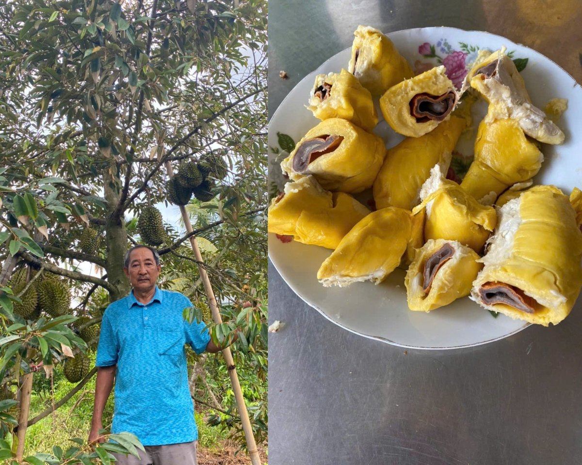 Ông Nguyễn Duy Hiền đang sở hữu giống sầu riêng Duy Hiền DH1. Ảnh: Kiều Nhi. Ông Nguyễn Duy Hiền đang sở hữu giống sầu riêng Duy Hiền DH1. Ảnh: Kiều Nhi.