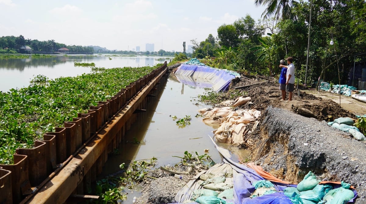 Khu vực sạt lở đã được các đơn vị chuyên môn đóng cọc cừ Larsen để gia cố, ngăn không cho sóng từ sông Sài Gòn tác động xấu thêm. Ảnh: Lê Bình. Khu vực sạt lở đã được các đơn vị chuyên môn đóng cọc cừ Larsen để gia cố, ngăn không cho sóng từ sông Sài Gòn tác động xấu thêm. Ảnh: Lê Bình.