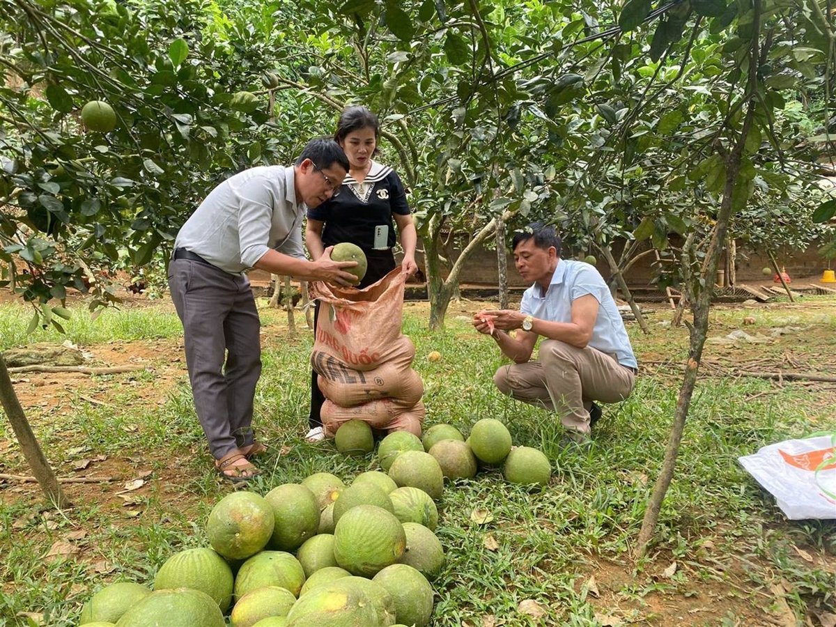 Bưởi da xanh là cây ăn quả mang lại thu nhập cao cho nông dân xã Sơn Hải (huyện Bảo Thắng). Ảnh: Bích Hợp. Bưởi da xanh là cây ăn quả mang lại thu nhập cao cho nông dân xã Sơn Hải (huyện Bảo Thắng). Ảnh: Bích Hợp.