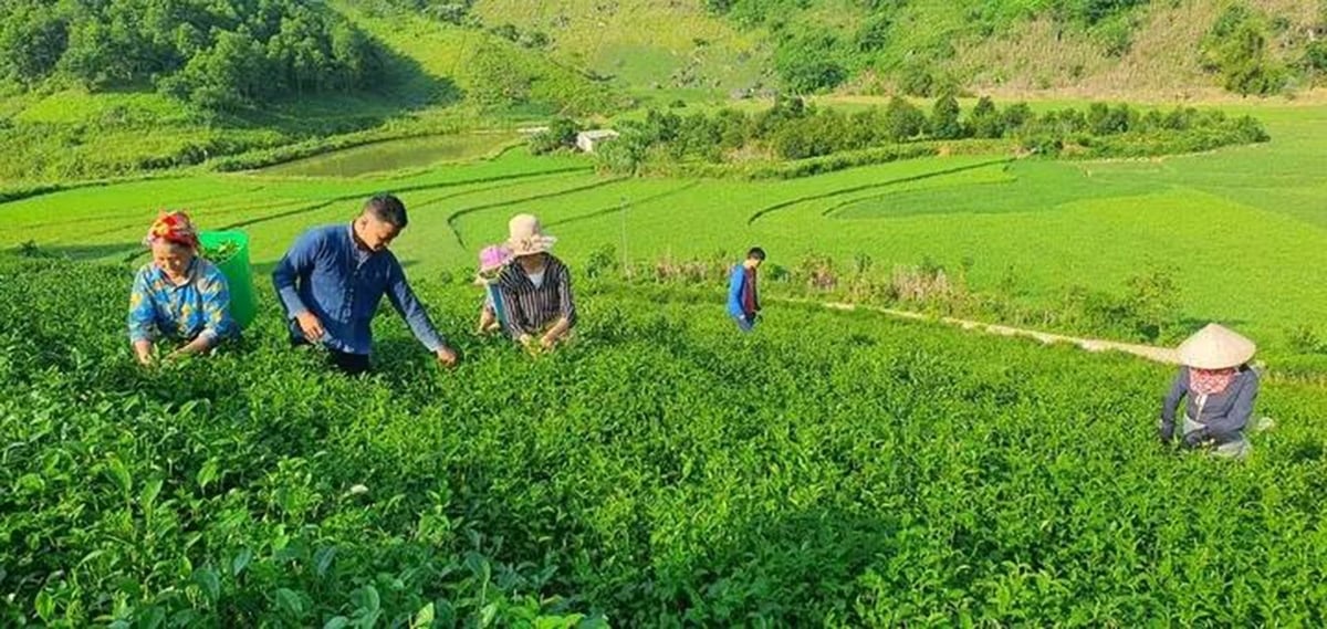 Bức tranh nông nghiệp của Bảo Thắng ngày một khởi sắc. Ảnh: Bích Hoàn. Bức tranh nông nghiệp của Bảo Thắng ngày một khởi sắc. Ảnh: Bích Hoàn.