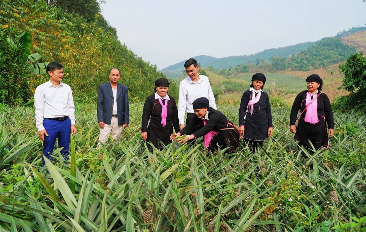 Sự hợp tác giữa nông dân và doanh nghiệp giúp cây dứa tại Bảo Thắng dần khẳng định thương hiệu. Ảnh: Bích Hoàn. Sự hợp tác giữa nông dân và doanh nghiệp giúp cây dứa tại Bảo Thắng dần khẳng định thương hiệu. Ảnh: Bích Hoàn.