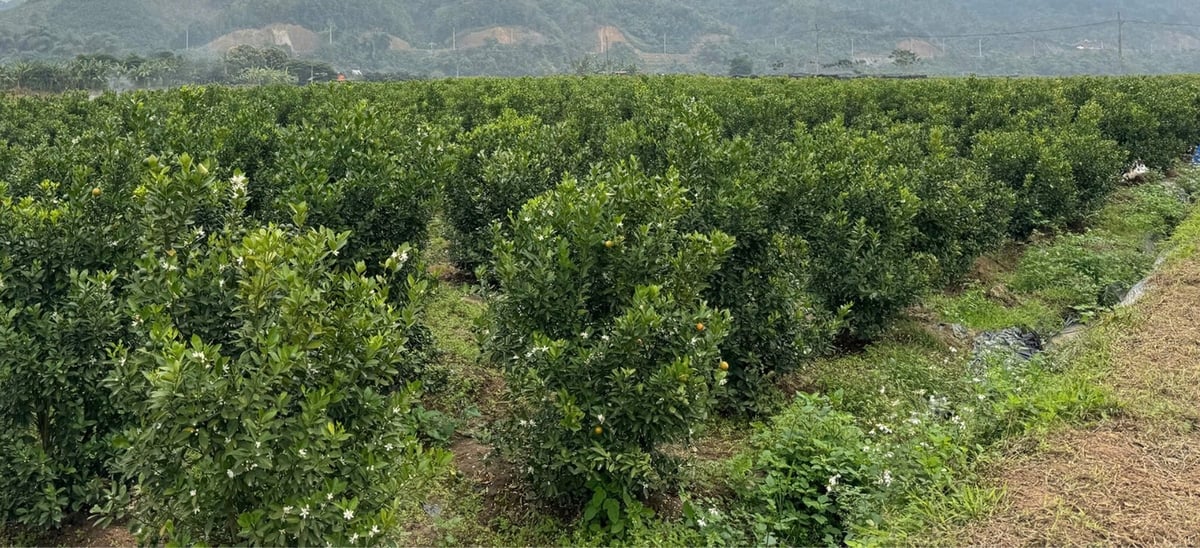 Những vườn quất xanh mướt dần thay thế những cây trồng kém hiệu quả ở Bảo Thắng. Ảnh: Bích Hợp. Những vườn quất xanh mướt dần thay thế những cây trồng kém hiệu quả ở Bảo Thắng. Ảnh: Bích Hợp.