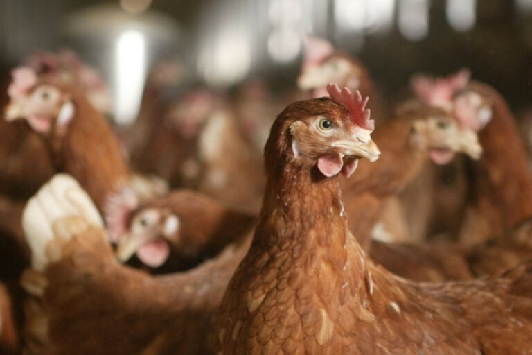 In terms of production and egg quality, the Hy-Line Brown strain stood out. Photo: Michel Zoeter.