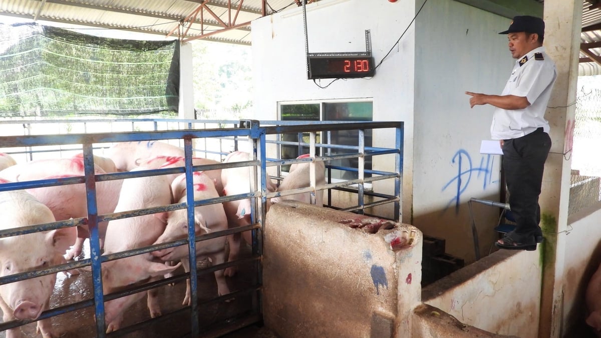 Heo trước khi rời trạm đều được sát trùng, theo dõi sức khỏe và kiểm tra kỹ lưỡng. Ảnh: Trần Phi. Heo trước khi rời trạm đều được sát trùng, theo dõi sức khỏe và kiểm tra kỹ lưỡng. Ảnh: Trần Phi.