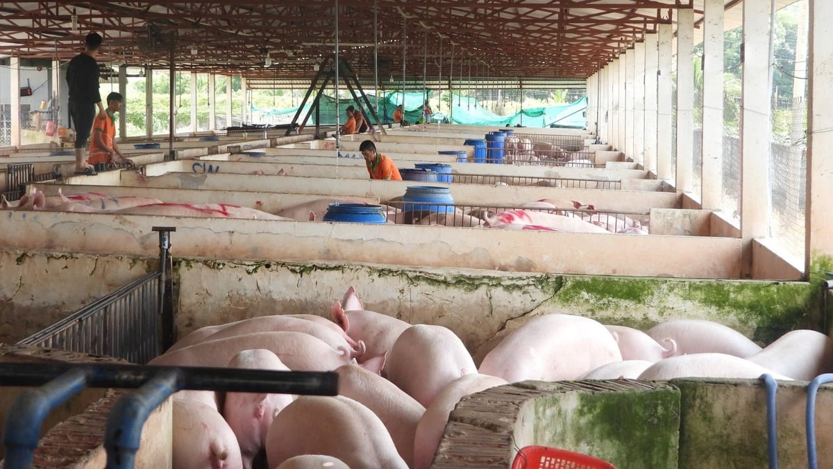Trạm trung chuyển heo còn là nơi hướng dẫn kỹ thuật phòng dịch cho người chăn nuôi và tài xế. Ảnh: Trần Trung. Trạm trung chuyển heo còn là nơi hướng dẫn kỹ thuật phòng dịch cho người chăn nuôi và tài xế. Ảnh: Trần Trung.