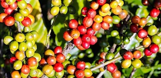 Giá cà phê hôm nay 24/6/2025 ở trong nước và thế giới mới nhất Giá cà phê hôm nay 24/6/2025 ở trong nước và thế giới mới nhất