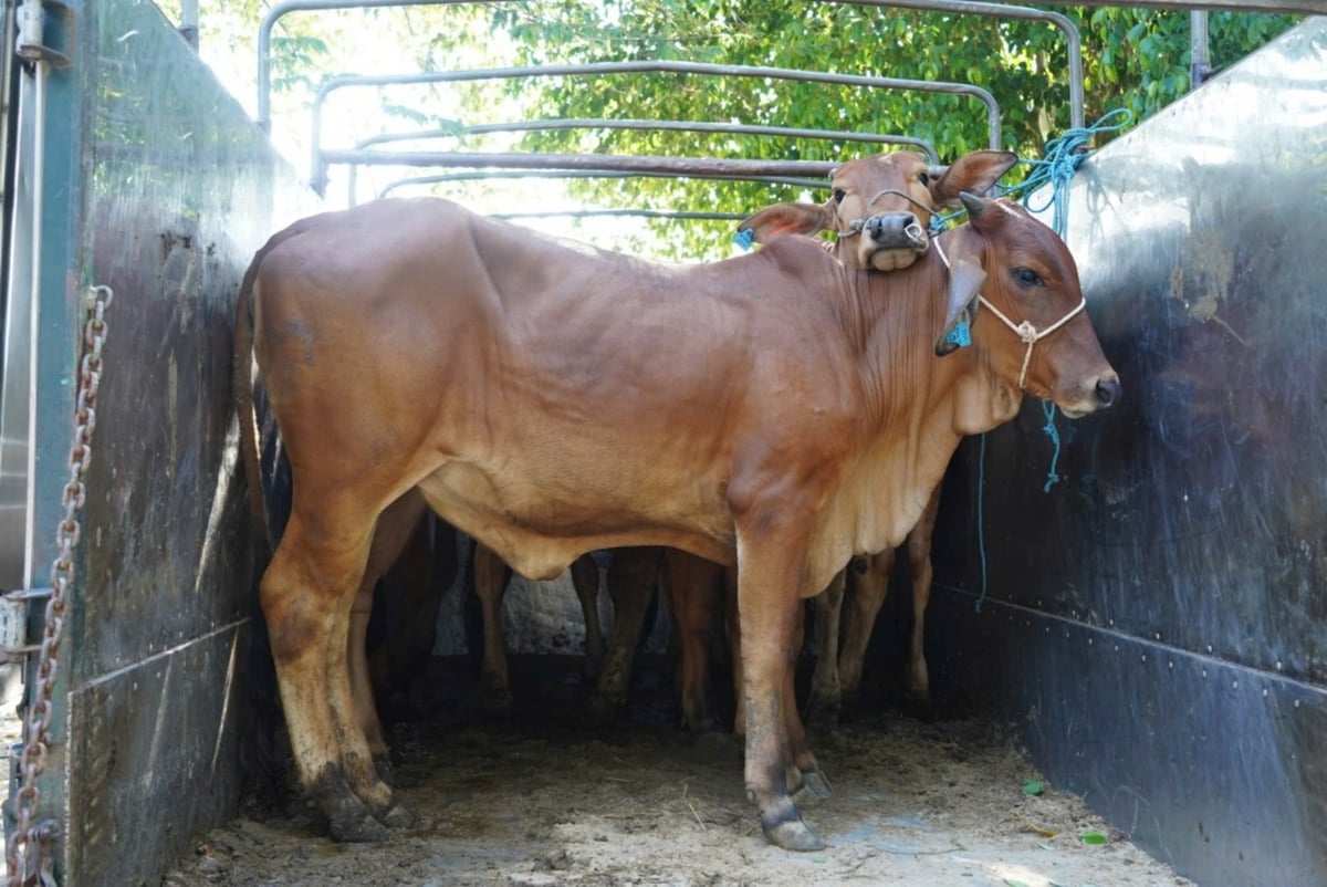 Trao bò giống sinh sản giúp người nghèo có 'cần câu' để phát triển kinh tế. Ảnh: Võ Hà. Trao bò giống sinh sản giúp người nghèo có 'cần câu' để phát triển kinh tế. Ảnh: Võ Hà.
