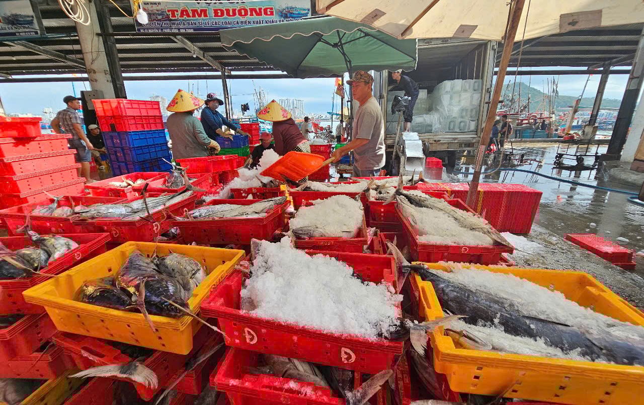 Ngư dân cho biết, việc ngành thủy sản Việt Nam dính 'thẻ vàng' đã khiến giá thu mua cá thời gian qua ở mức thấp. Ảnh: KS. Ngư dân cho biết, việc ngành thủy sản Việt Nam dính 'thẻ vàng' đã khiến giá thu mua cá thời gian qua ở mức thấp. Ảnh: KS.