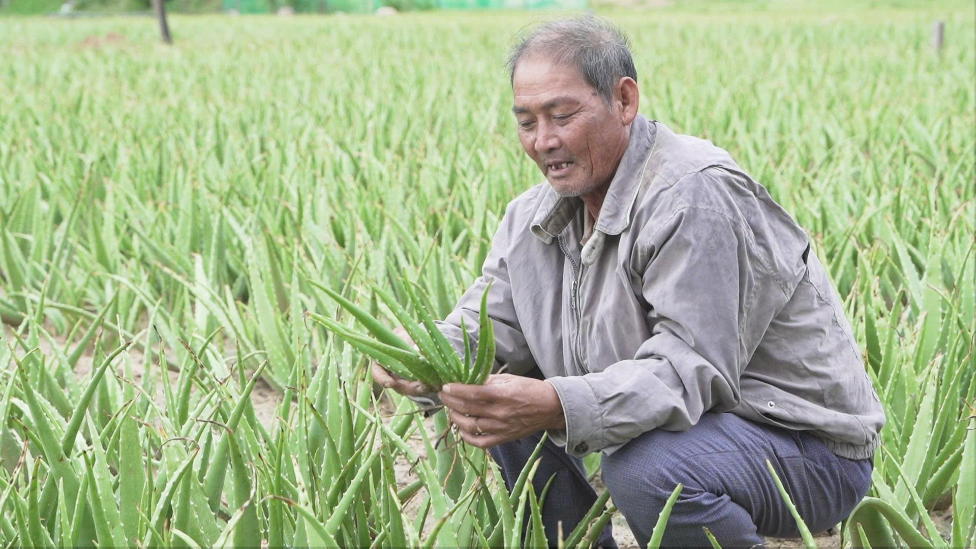 Xây dựng chỉ dẫn địa lý cho nha đam Ninh Thuận là nền tảng pháp lý quan trọng để sản phẩm vươn xa, từ đó thúc đẩy phát triển kinh tế địa phương và quốc gia. Ảnh: HT. Xây dựng chỉ dẫn địa lý cho nha đam Ninh Thuận là nền tảng pháp lý quan trọng để sản phẩm vươn xa, từ đó thúc đẩy phát triển kinh tế địa phương và quốc gia. Ảnh: HT.