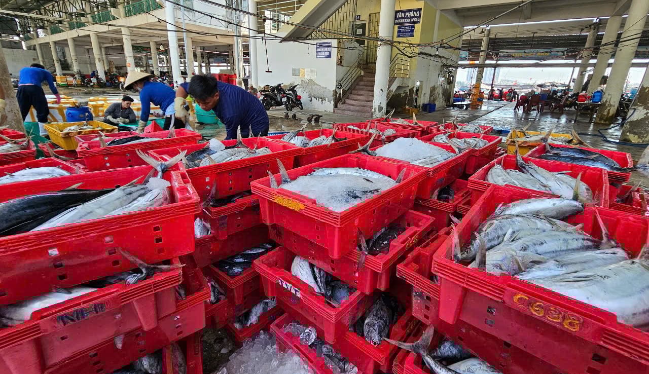 Tỉnh Khánh Hòa có đội tàu chuyên đánh bắt cá ngừ. Ảnh: KS. Tỉnh Khánh Hòa có đội tàu chuyên đánh bắt cá ngừ. Ảnh: KS.