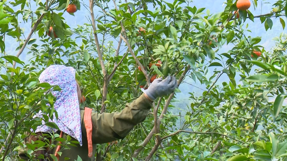 Sản xuất nông nghiệp với mức độ thâm canh cao giúp tăng thu nhập cho người dân nông thôn. Ảnh: NT. Sản xuất nông nghiệp với mức độ thâm canh cao giúp tăng thu nhập cho người dân nông thôn. Ảnh: NT.