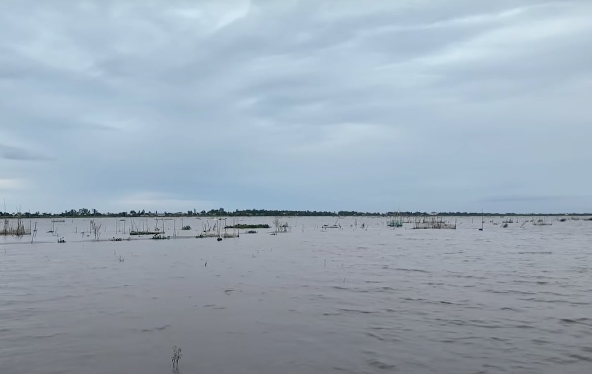 Nước lũ tràn ngập một cánh đồng ở ĐBSCL trong mùa lũ 2024. Ảnh: Sơn Trang. Nước lũ tràn ngập một cánh đồng ở ĐBSCL trong mùa lũ 2024. Ảnh: Sơn Trang.