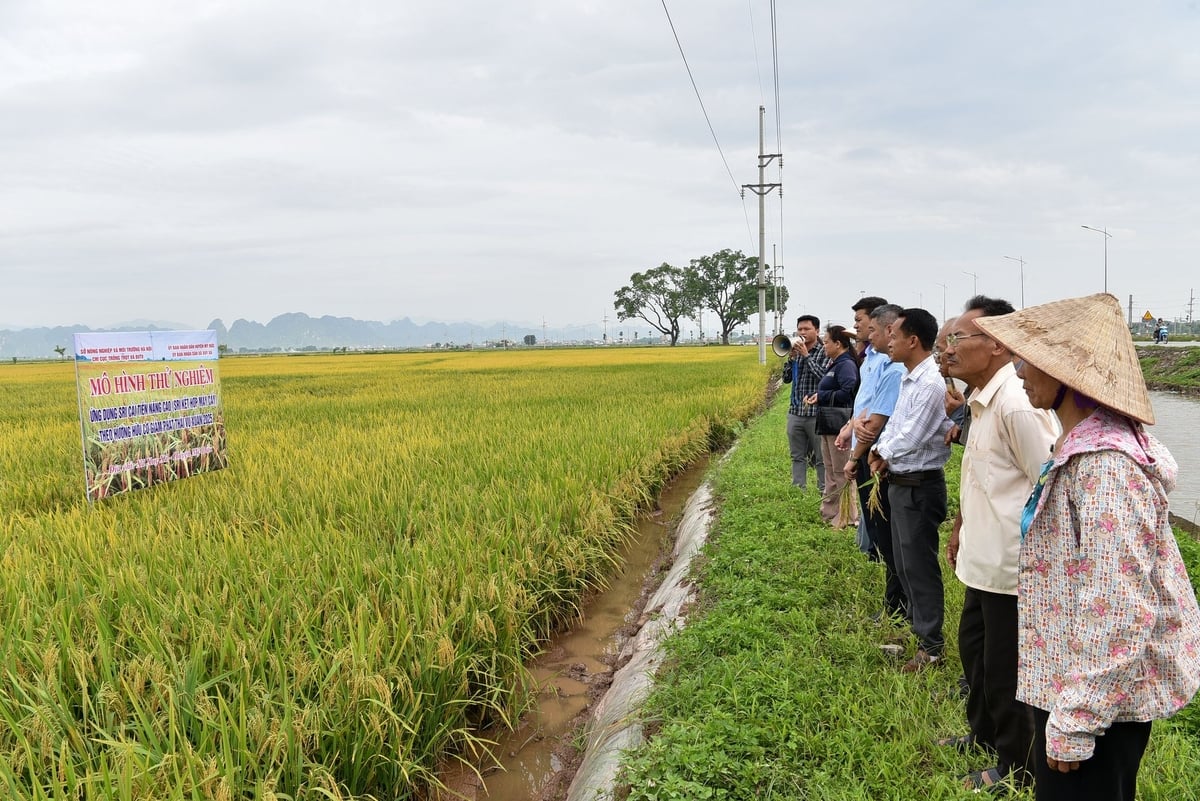 Các đại biểu thăm ruộng trong mô hình. Ảnh: Dương Đình Tường. Các đại biểu thăm ruộng trong mô hình. Ảnh: Dương Đình Tường.