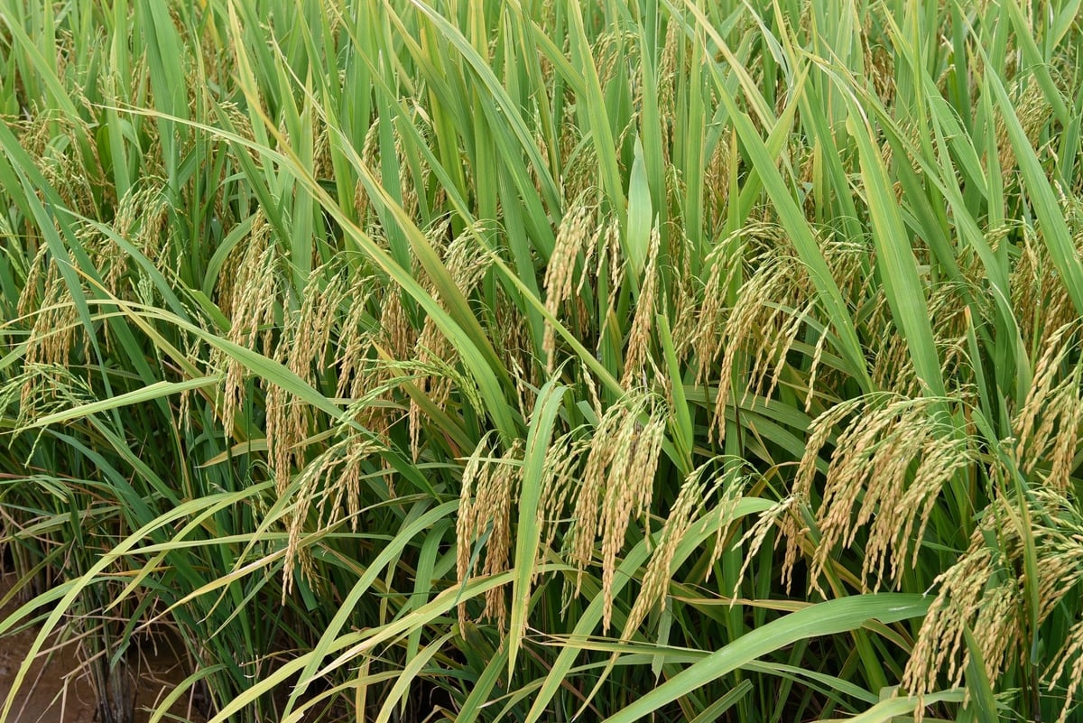 Cận cảnh lúa trong mô hình. Ảnh: Dương Đình Tường. Cận cảnh lúa trong mô hình. Ảnh: Dương Đình Tường.