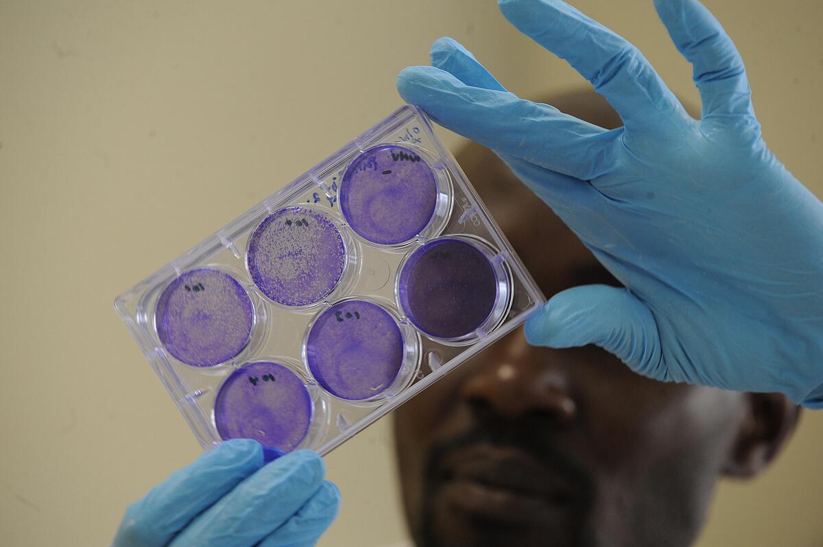 From tissue culture to gene editing, biotechnologies offer diverse tools for agrifood transformation.
