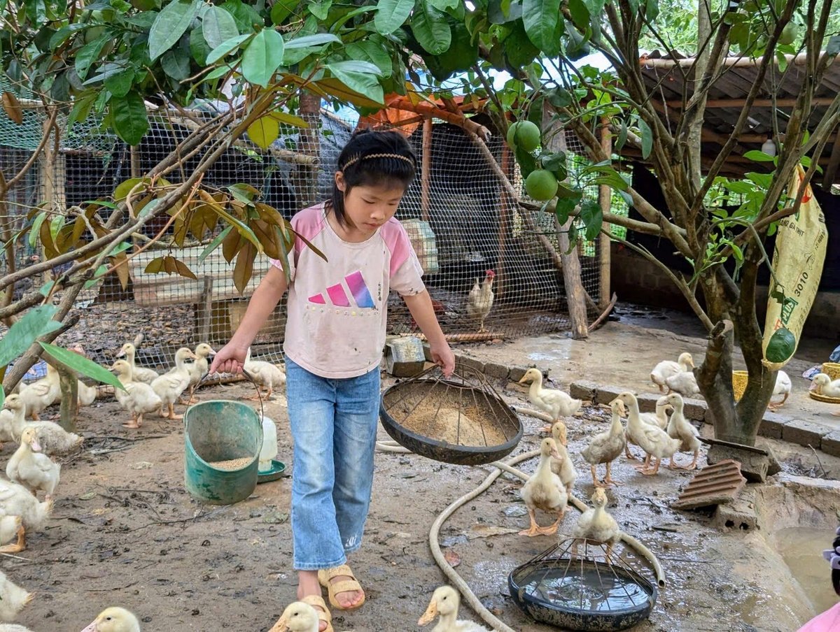 Một em bé ở huyện Thường Xuân, tỉnh Thanh Hóa đang chăm sóc đàn vịt mà gia đình em được Mavin và World Vision hỗ trợ. Ảnh: Mavin.