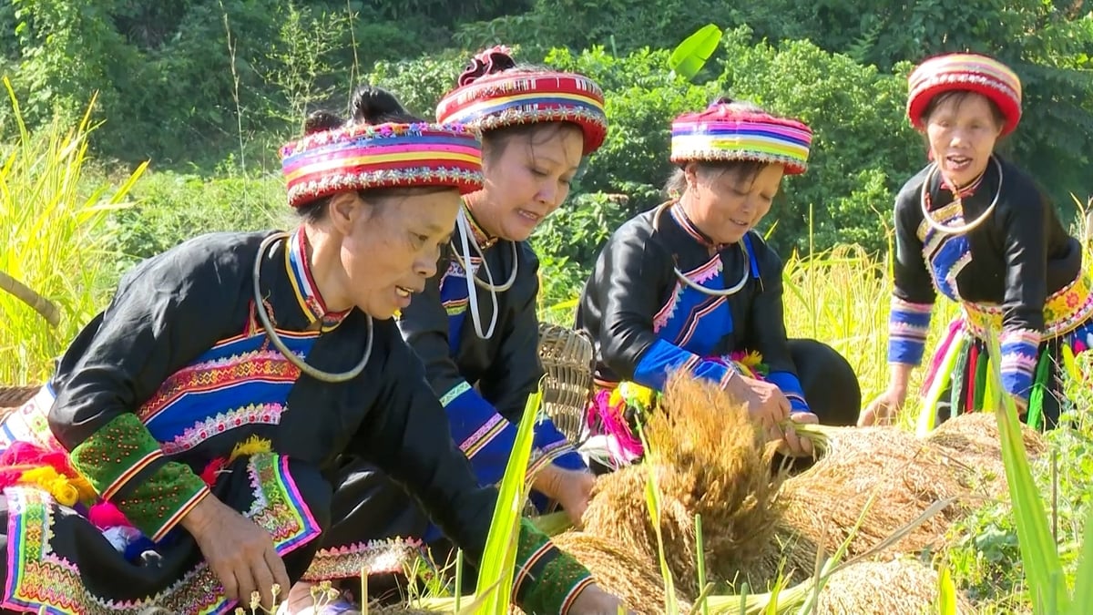 Người dân thôn Phiêng Phàng, xã Yến Dương (huyện Ba Bể) thu hoạch lúa nếp Tài để chế biến thành sản phẩm OCOP. Ảnh: Ngọc Tú. Người dân thôn Phiêng Phàng, xã Yến Dương (huyện Ba Bể) thu hoạch lúa nếp Tài để chế biến thành sản phẩm OCOP. Ảnh: Ngọc Tú.