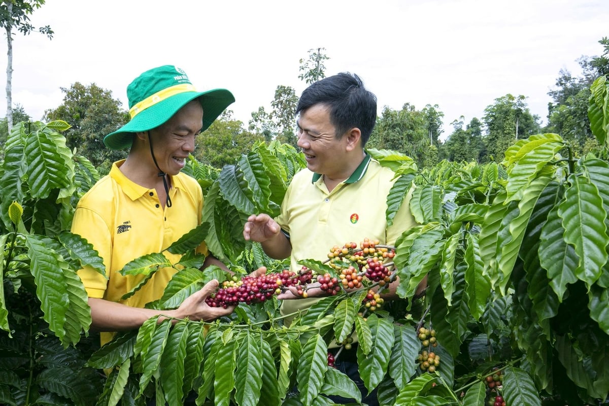 Các doanh nghiệp phân bón, trong đó có PVCFC nỗ lực triển khai các hoạt động xúc tiến bán hàng, chính sách hậu mãi, quyền lợi sau bán hàng, từ đó góp phần chia sẻ áp lực chi phí với người nông dân. Ảnh: DCM. Các doanh nghiệp phân bón, trong đó có PVCFC nỗ lực triển khai các hoạt động xúc tiến bán hàng, chính sách hậu mãi, quyền lợi sau bán hàng, từ đó góp phần chia sẻ áp lực chi phí với người nông dân. Ảnh: DCM.