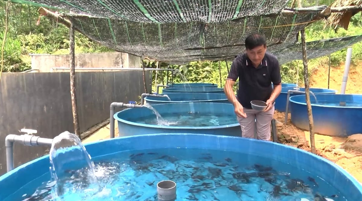 Mô hình nuôi cá tầm của ông Châu mang lại hiệu quả kinh tế cao. Ảnh: Thanh Ngà. Mô hình nuôi cá tầm của ông Châu mang lại hiệu quả kinh tế cao. Ảnh: Thanh Ngà.