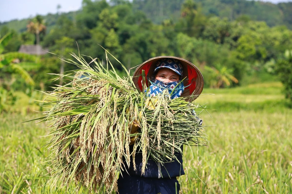 Tỉnh Yên Bái đã và đang tích cực triển khai các đề án, chính sách hỗ trợ sản xuất nông nghiệp. Ảnh: Thanh Ngà.