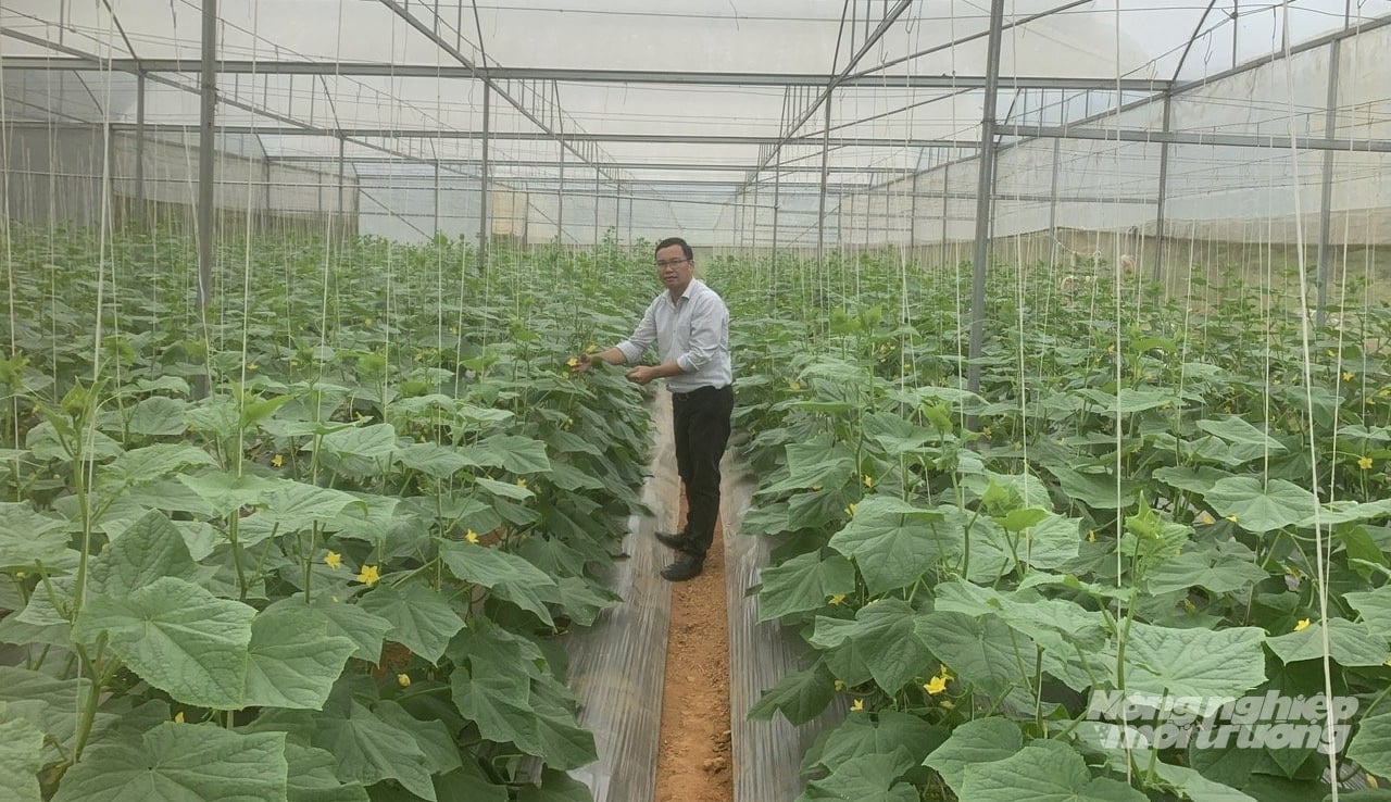 Khu chọn tạo giống dưa chuột của Viện Nghiên cứu Rau quả ở phường Bình Minh (Mộc Châu). Ảnh: Hải Tiến. Khu chọn tạo giống dưa chuột của Viện Nghiên cứu Rau quả ở phường Bình Minh (Mộc Châu). Ảnh: Hải Tiến.