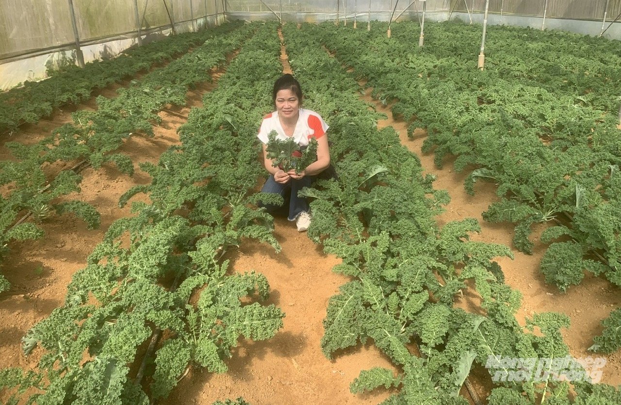 Mô hình trồng cải xoăn trong nhà kính của chị Nguyễn Thị Tâm ở phường Mộc Ly (Mộc Châu). Ảnh: Hải Tiến. Mô hình trồng cải xoăn trong nhà kính của chị Nguyễn Thị Tâm ở phường Mộc Ly (Mộc Châu). Ảnh: Hải Tiến.