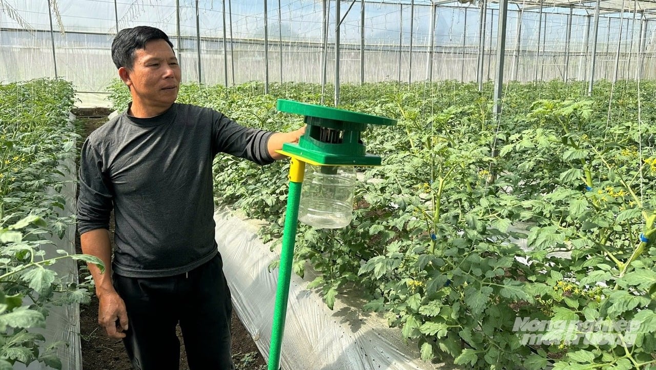 Bẫy bắt côn trùng bằng năng lượng mặt trời trong nhà kính trồng cà chua của ông Hà Văn Tiến ở phường Mộc Ly (thị xã Mộc Châu). Ảnh: Hải Tiến. Bẫy bắt côn trùng bằng năng lượng mặt trời trong nhà kính trồng cà chua của ông Hà Văn Tiến ở phường Mộc Ly (thị xã Mộc Châu). Ảnh: Hải Tiến.