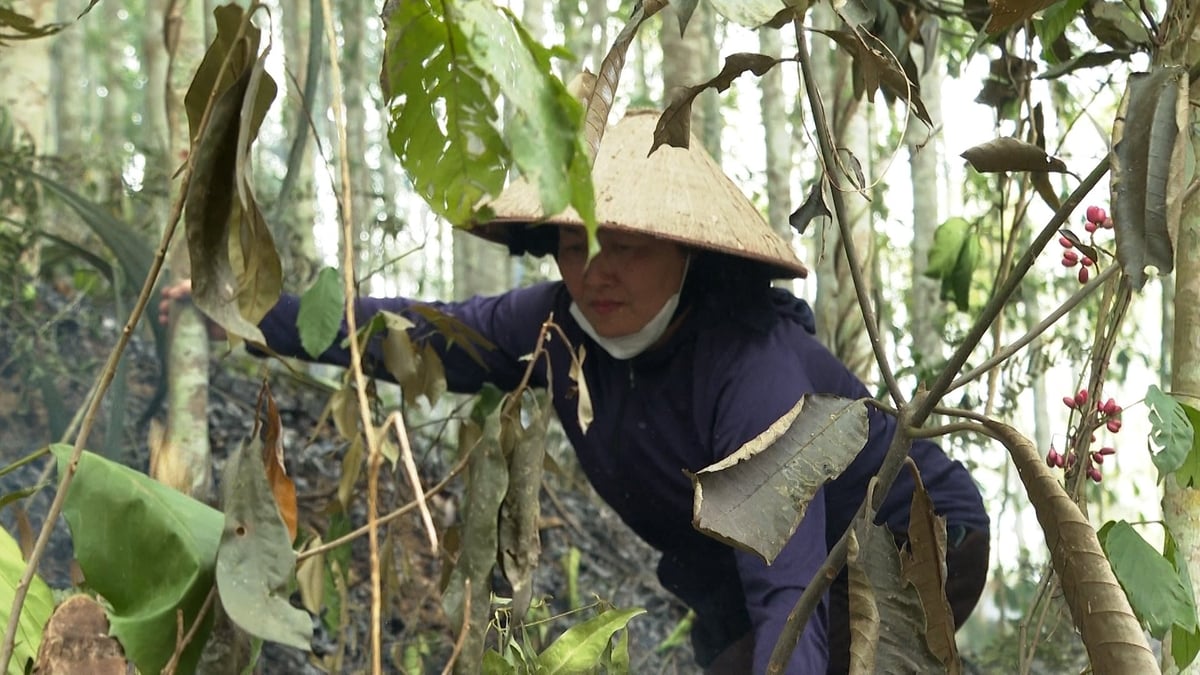 Tình trạng xử lý thực bì trong những ngày nắng nóng kéo dài là nguyên nhân chính dẫn đến cháy rừng. Ảnh: Ngọc Tú. Tình trạng xử lý thực bì trong những ngày nắng nóng kéo dài là nguyên nhân chính dẫn đến cháy rừng. Ảnh: Ngọc Tú.