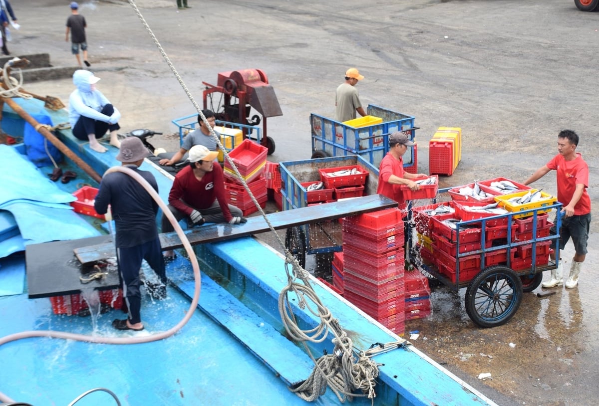 Do giá cá hạ nên dù chuyến biển này tàu BĐ 99007 TS của ngư dân Huỳnh Chánh Thi đánh bắt được hơn 30 tấn cá ngừ sọc dưa nhưng chỉ đủ bù chi phí. Ảnh: V.Đ.T. Do giá cá hạ nên dù chuyến biển này tàu BĐ 99007 TS của ngư dân Huỳnh Chánh Thi đánh bắt được hơn 30 tấn cá ngừ sọc dưa nhưng chỉ đủ bù chi phí. Ảnh: V.Đ.T.