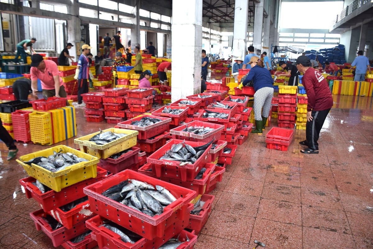 Hơn 30 tấn cá ngừ sọc dưa tàu ông Thi đánh bắt trong chuyến biển này toàn loại chỉ khoảng hơn 3 lạng/con. Ảnh:V.Đ.T. Hơn 30 tấn cá ngừ sọc dưa tàu ông Thi đánh bắt trong chuyến biển này toàn loại chỉ khoảng hơn 3 lạng/con. Ảnh:V.Đ.T.