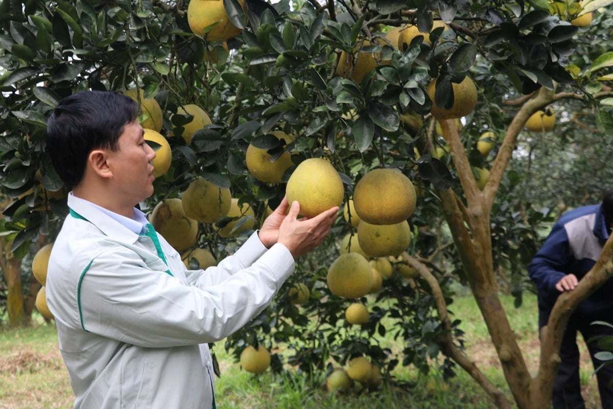 Sản phẩm OCOP chủ yếu được xây dựng từ nông sản chủ lực tại các địa phương. Ảnh: Thanh Tiến. Sản phẩm OCOP chủ yếu được xây dựng từ nông sản chủ lực tại các địa phương. Ảnh: Thanh Tiến.