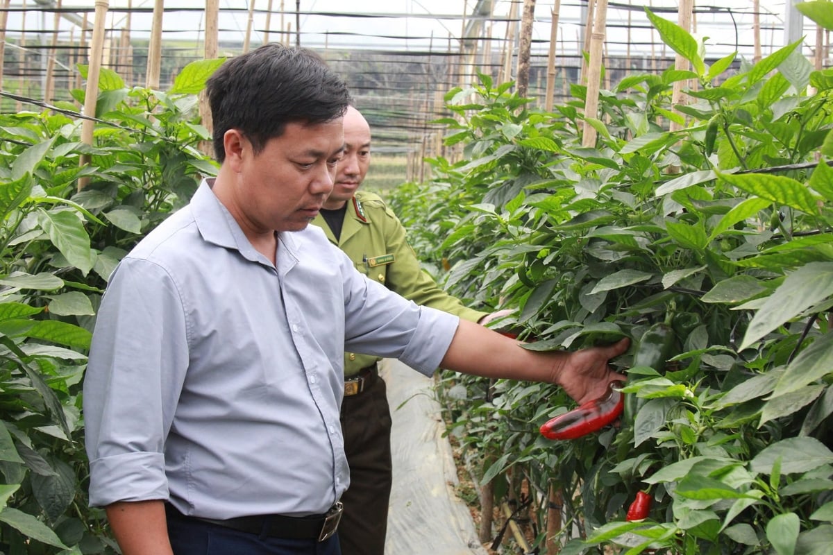 Thời gian tới, tỉnh Yên Bái sẽ xây dựng chính sách hỗ trợ người dân, Hợp tác xã áp dụng công nghệ số vào sản xuất. Ảnh: Thanh Tiến. Thời gian tới, tỉnh Yên Bái sẽ xây dựng chính sách hỗ trợ người dân, Hợp tác xã áp dụng công nghệ số vào sản xuất. Ảnh: Thanh Tiến.