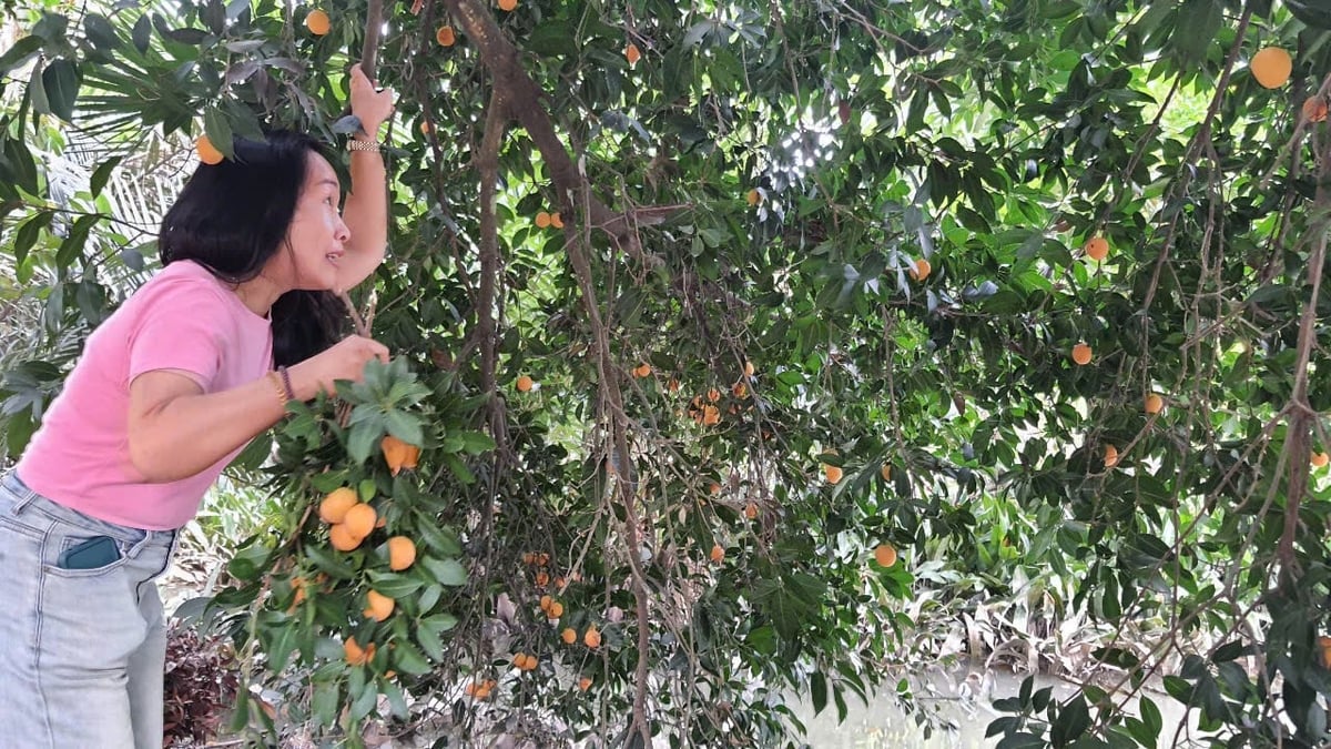 Nông dân huyện Trà Ôn, tỉnh Vĩnh Long đang đẩy mạnh chuyển đổi diện tích đất trồng lúa, trồng cây vườn tạp kém hiện quả sang trồng cây lâu năm như thanh trà, bưởi da xanh. Ảnh: Lê Hùng. Nông dân huyện Trà Ôn, tỉnh Vĩnh Long đang đẩy mạnh chuyển đổi diện tích đất trồng lúa, trồng cây vườn tạp kém hiện quả sang trồng cây lâu năm như thanh trà, bưởi da xanh. Ảnh: Lê Hùng.