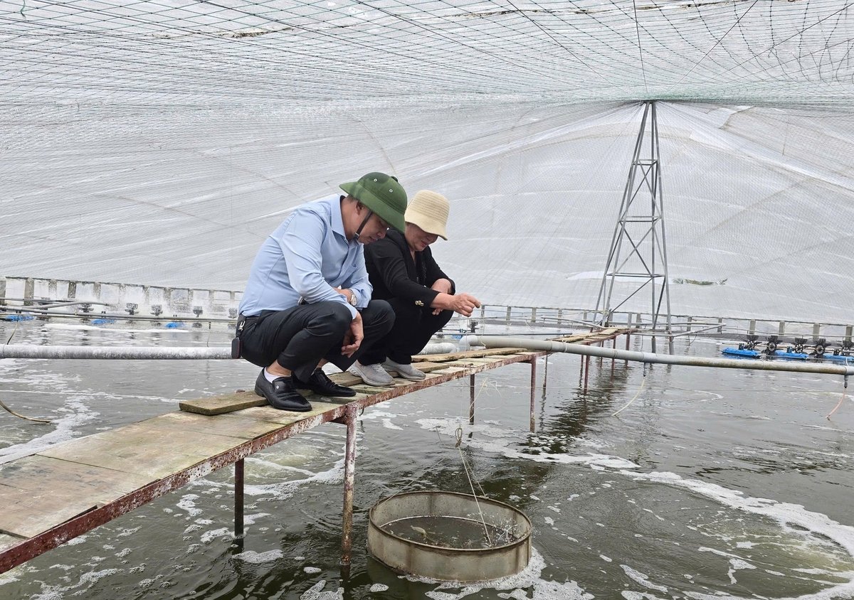 Lãnh đạo phòng Nông nghiệp và Môi trường huyện Kiến Thụy kiểm tra tình hình sản xuất tại cơ sở nuôi tôm của bà Đoàn Thị Huệ. Ảnh: Đinh Mười. Lãnh đạo phòng Nông nghiệp và Môi trường huyện Kiến Thụy kiểm tra tình hình sản xuất tại cơ sở nuôi tôm của bà Đoàn Thị Huệ. Ảnh: Đinh Mười.