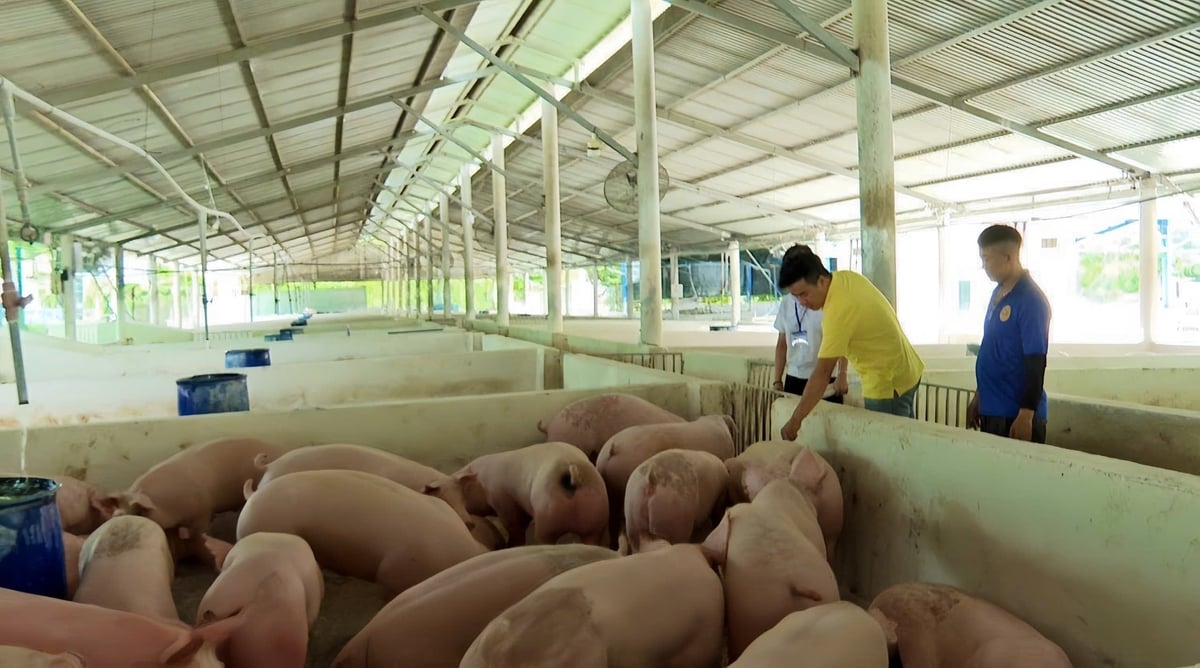 Hoạt động giám sát heo tại trại chăn nuôi là mắt xích quan trọng trong bản đồ miễn dịch cộng đồng. Ảnh: Trần Phi. Hoạt động giám sát heo tại trại chăn nuôi là mắt xích quan trọng trong bản đồ miễn dịch cộng đồng. Ảnh: Trần Phi.