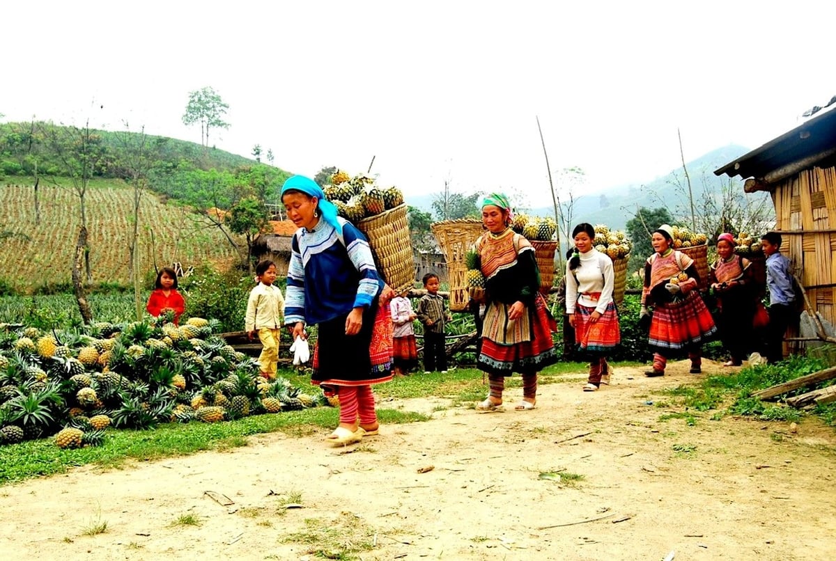 Những mùa quả ngọt đã được thu hoạch sau nỗ lực chuyển đổi cây trồng của ngành nông nghiệp Lào Cai. Ảnh: Quốc Hồng.