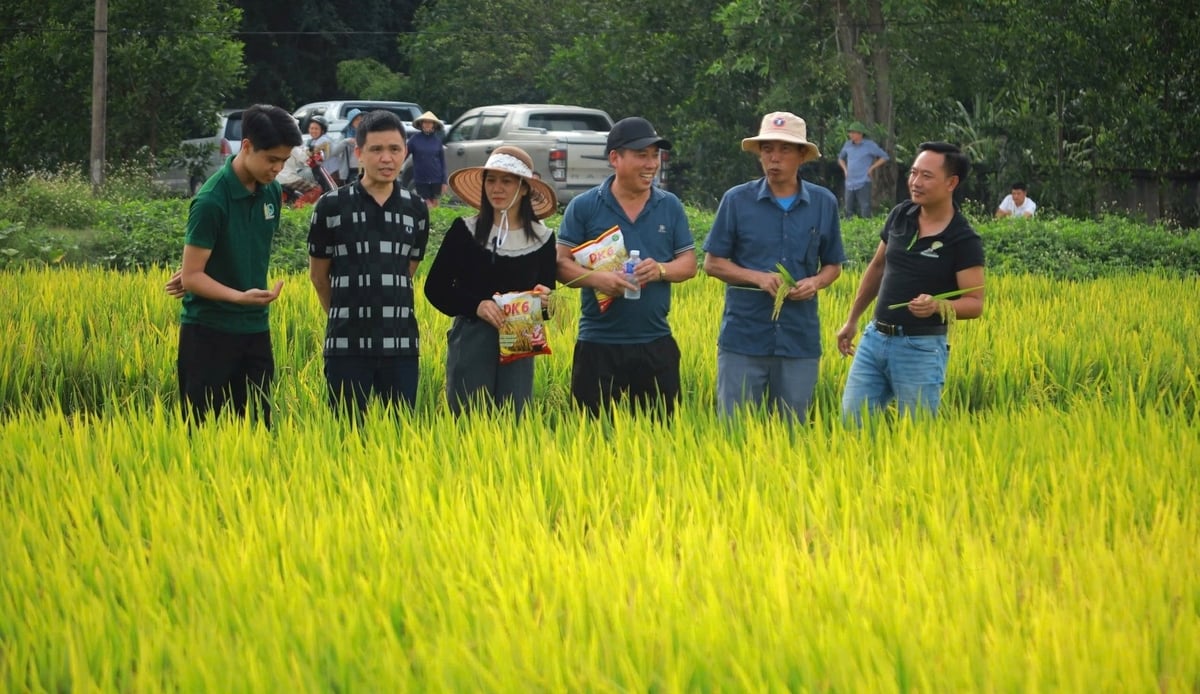 DK6 - giống lúa thuần chất lượng cao của Công ty Giống cây trồng Nam Dương chứng minh được những ưu điểm vượt trội trong vụ đông xuân năm nay. Ảnh: Ngọc Linh. DK6 - giống lúa thuần chất lượng cao của Công ty Giống cây trồng Nam Dương chứng minh được những ưu điểm vượt trội trong vụ đông xuân năm nay. Ảnh: Ngọc Linh.