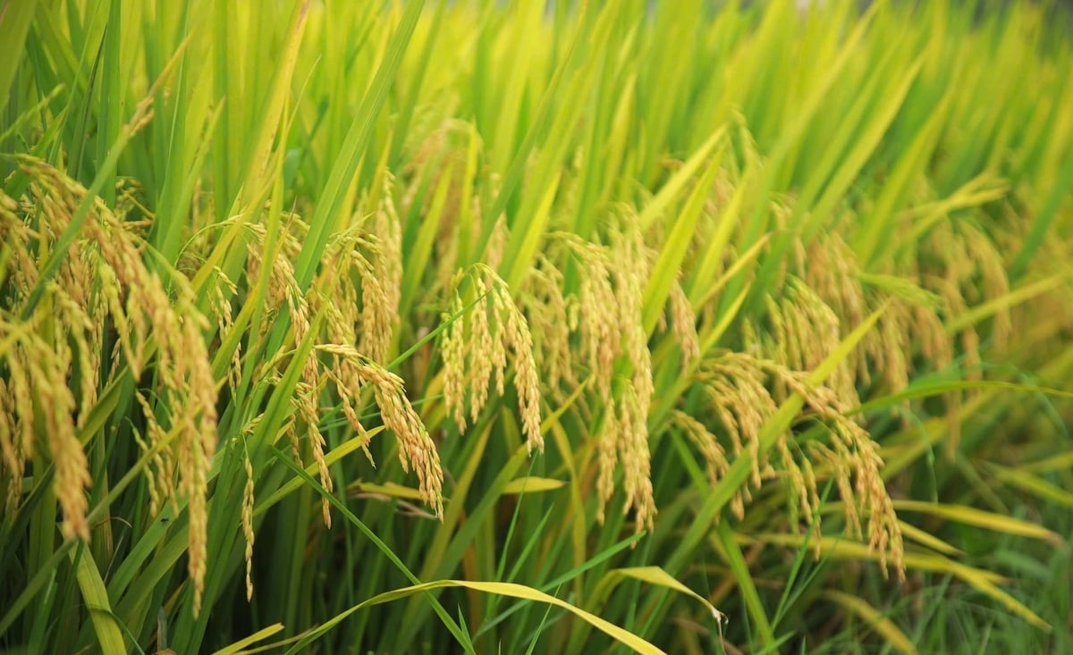 Lúa chín đều, hạt chắc mẩy. Ảnh: Ngọc Linh. Lúa chín đều, hạt chắc mẩy. Ảnh: Ngọc Linh.