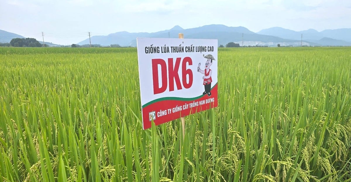 DK6 là sự lựa chọn đáng tin cậy cho những mùa vụ tiếp theo. Ảnh: Ngọc Linh. DK6 là sự lựa chọn đáng tin cậy cho những mùa vụ tiếp theo. Ảnh: Ngọc Linh.