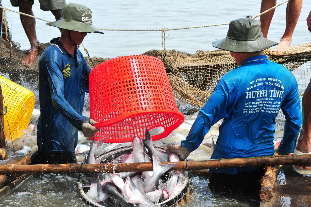 Hiện nay người người cá tra đang có lãi từ 1.000-1.500 đồng/kg. Ảnh: Lê Hoàng Vũ. Hiện nay người người cá tra đang có lãi từ 1.000-1.500 đồng/kg. Ảnh: Lê Hoàng Vũ.