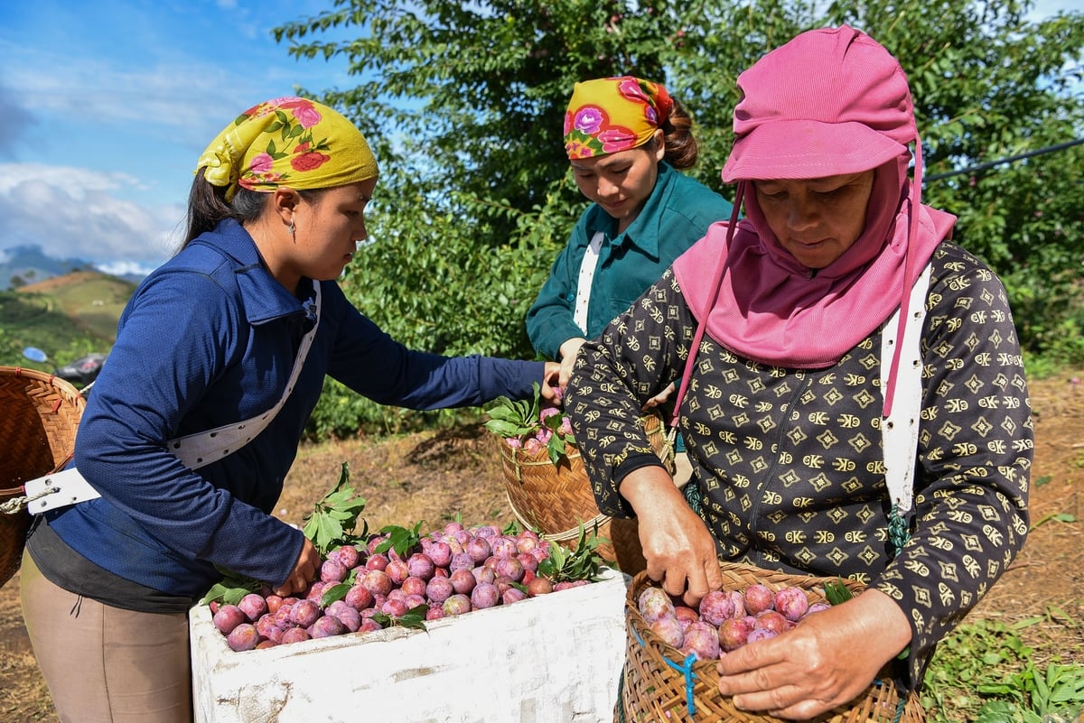 Đồng bào Mông thu hái mận ở bản Lao Khô. Ảnh: Dương Đình Tường. Đồng bào Mông thu hái mận ở bản Lao Khô. Ảnh: Dương Đình Tường.