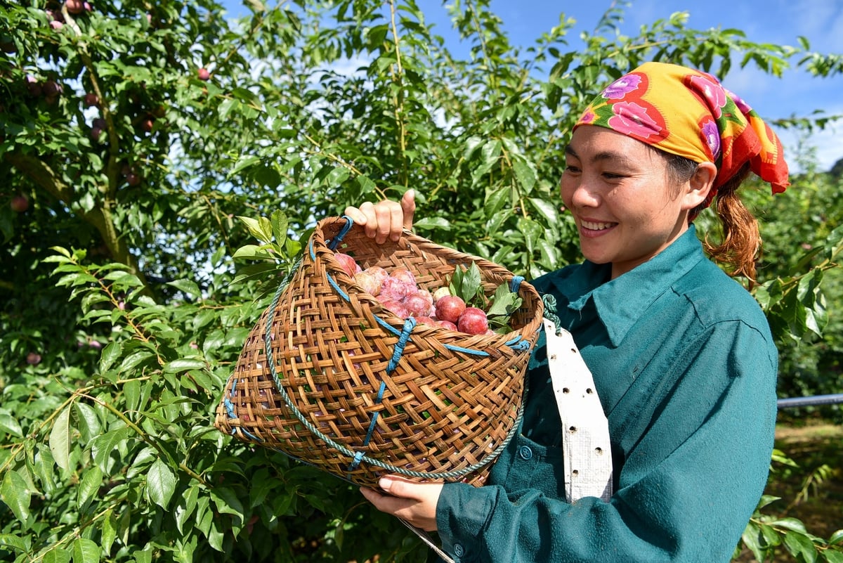 Niềm vui mùa mận chín ở bản Lao Khô. Ảnh: Dương Đình Tường. Niềm vui mùa mận chín ở bản Lao Khô. Ảnh: Dương Đình Tường.