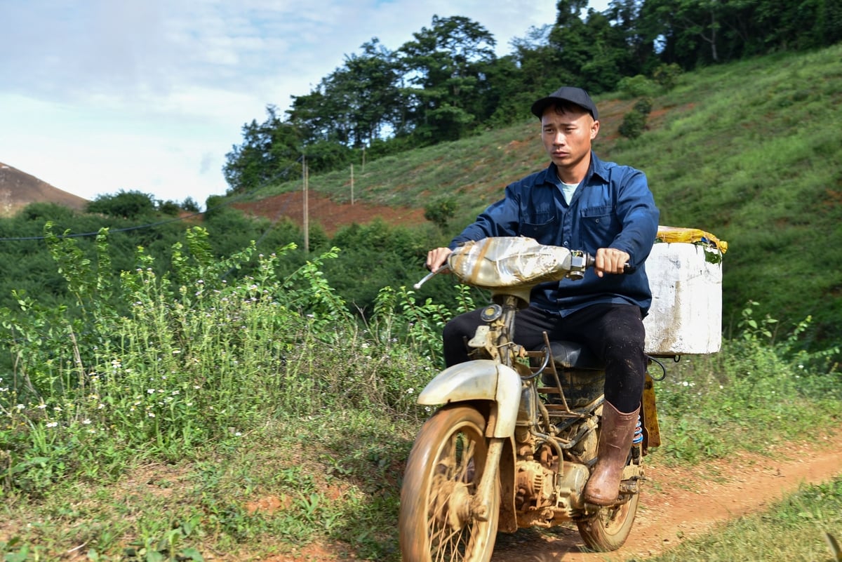 Mận theo người xuống núi. Ảnh: Dương Đình Tường. Mận theo người xuống núi. Ảnh: Dương Đình Tường.