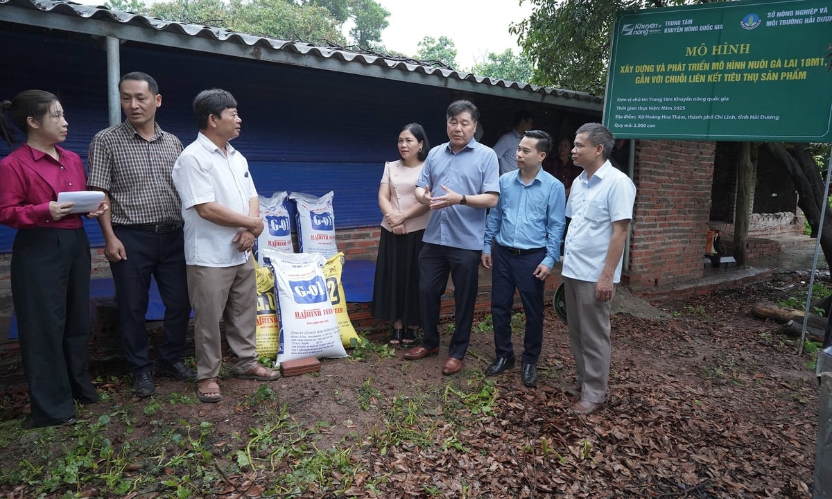 Bên cạnh gà giống, hệ thống khuyến nông còn hỗ trợ thức ăn, hướng dẫn kỹ thuật... cho người chăn nuôi. Ảnh: Bảo Thắng. Bên cạnh gà giống, hệ thống khuyến nông còn hỗ trợ thức ăn, hướng dẫn kỹ thuật... cho người chăn nuôi. Ảnh: Bảo Thắng.