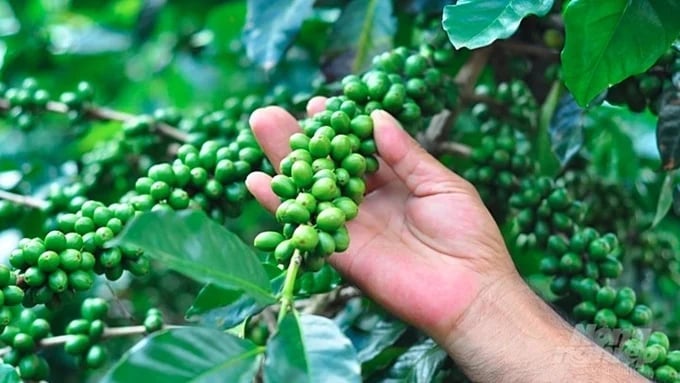 Latest domestic and global coffee prices on June 25, 2025