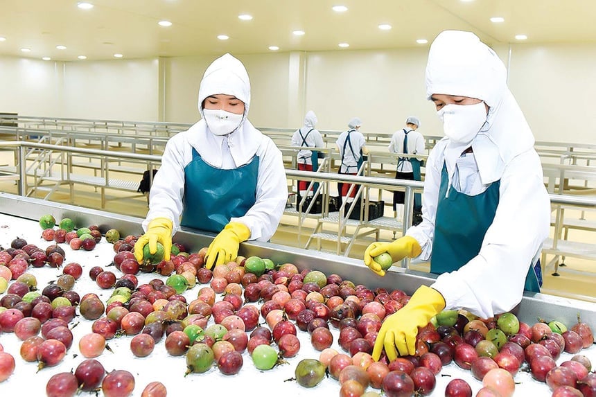 Sản phẩm chanh leo của Việt Nam được đánh giá có chất lượng cao và nhu cầu lớn tại Trung Quốc. Ảnh: BT. Sản phẩm chanh leo của Việt Nam được đánh giá có chất lượng cao và nhu cầu lớn tại Trung Quốc. Ảnh: BT.