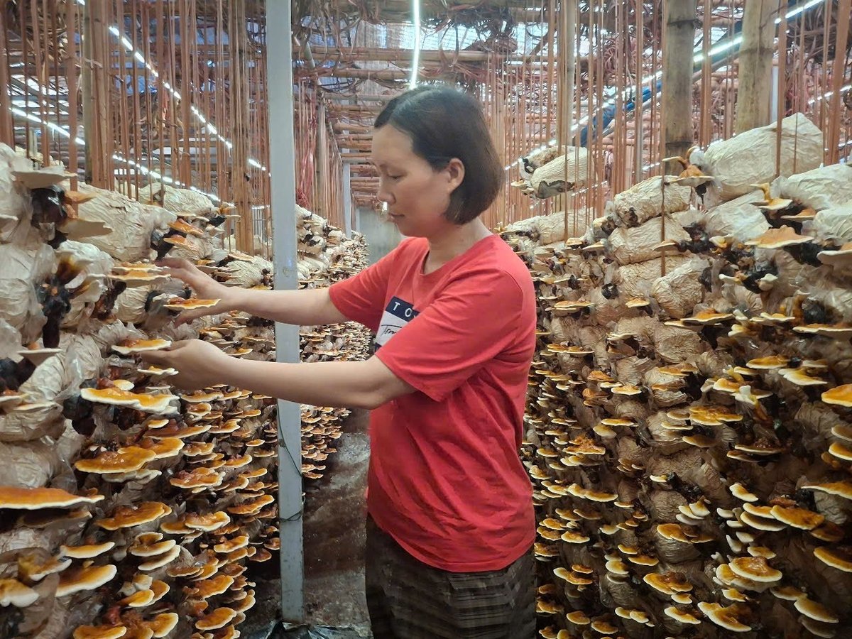 Bà Nguyễn Thị Tú, chủ cơ sở trồng nấm linh chi công nghệ cao lớn bậc nhất tại TP Hải Phòng hiện nay. Ảnh: Đinh Mười. Bà Nguyễn Thị Tú, chủ cơ sở trồng nấm linh chi công nghệ cao lớn bậc nhất tại TP Hải Phòng hiện nay. Ảnh: Đinh Mười.